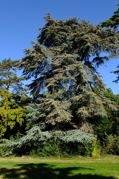 September tree photo