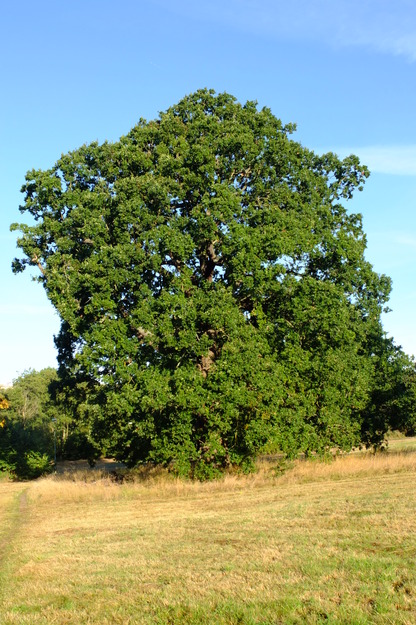 September tree photo