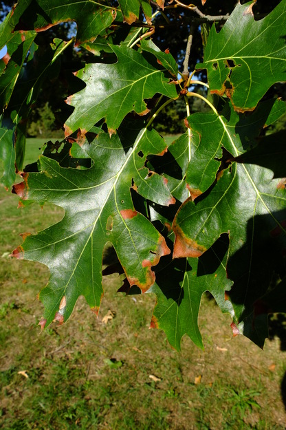 September close-up photo