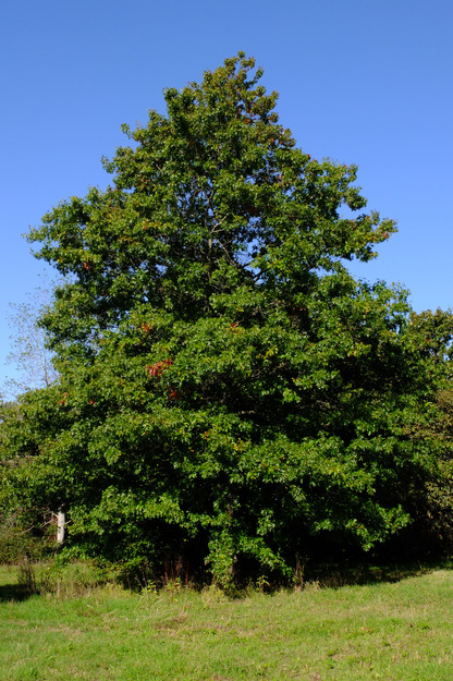 September tree photo