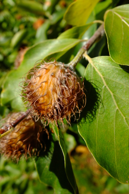 September close-up photo