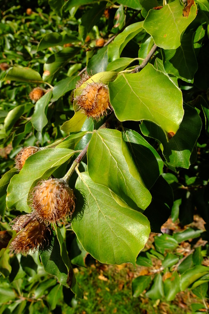 September close-up photo