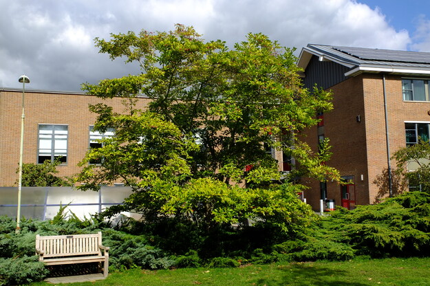 September tree photo
