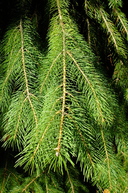 September close-up photo