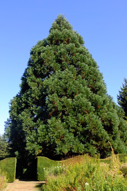 September tree photo