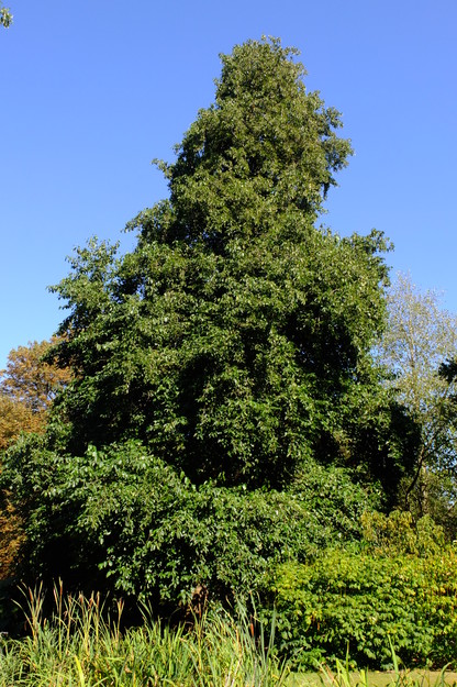 September tree photo