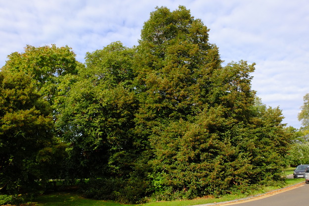 September tree photo