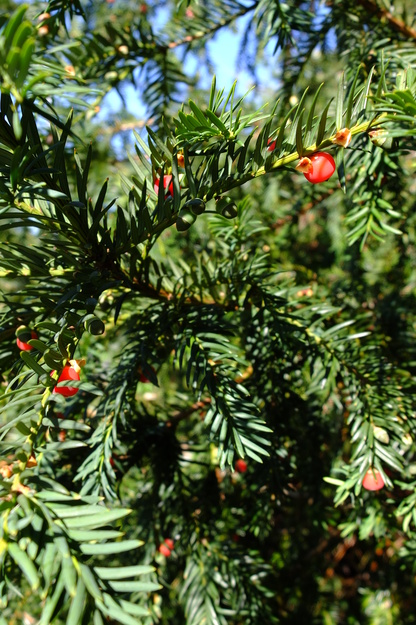 September close-up photo