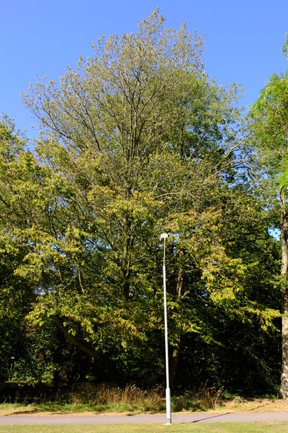 September tree photo