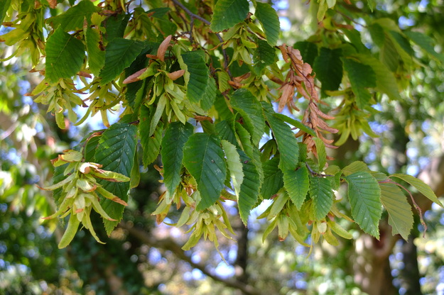 September close-up photo
