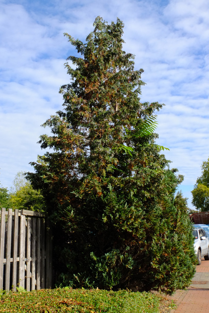 September tree photo