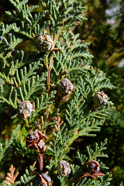 September close-up photo
