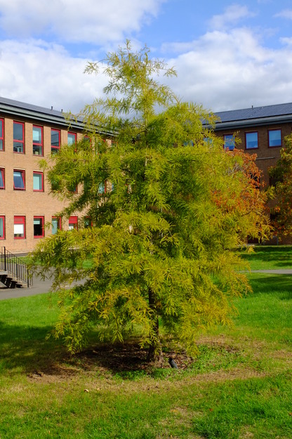 September tree photo