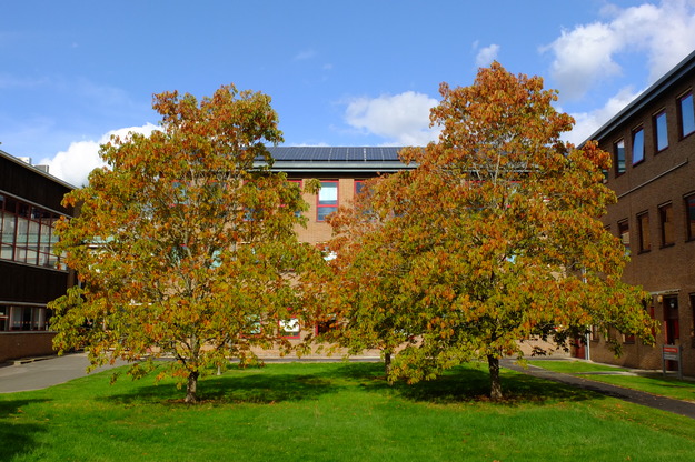 September tree photo