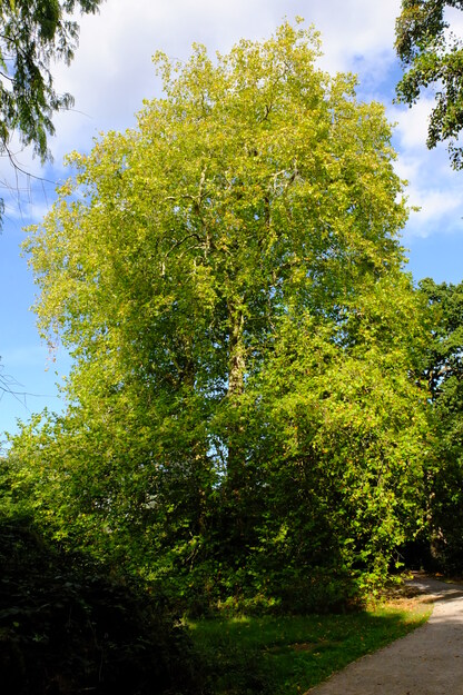 September tree photo