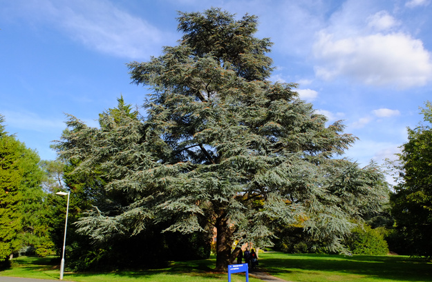 September tree photo