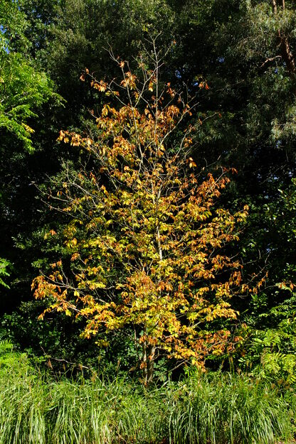 Harris Garden tree photo