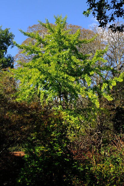 September tree photo