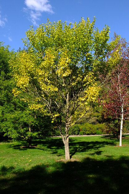 September tree photo