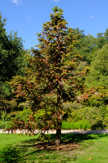 September tree photo