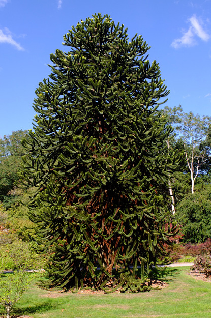 September tree photo