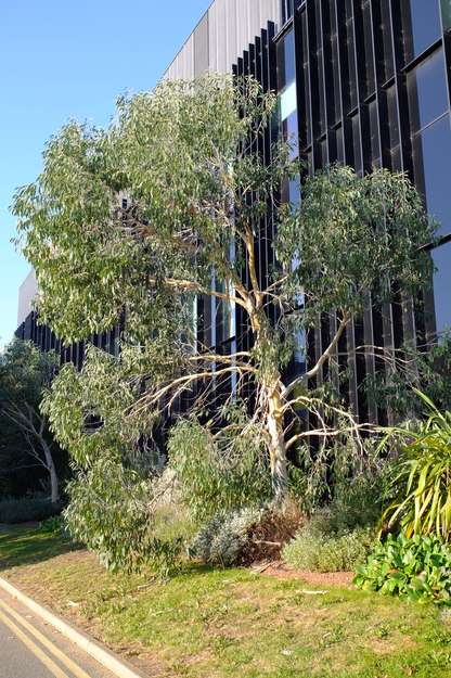 September tree photo