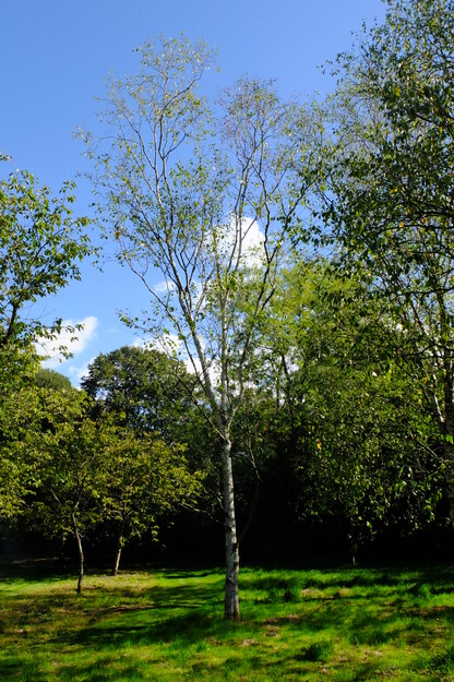 Harris Garden tree photo