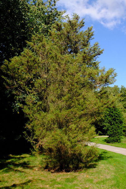 September tree photo