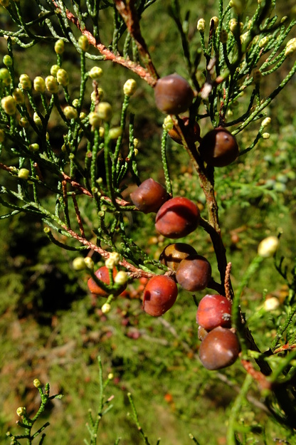 September close-up photo
