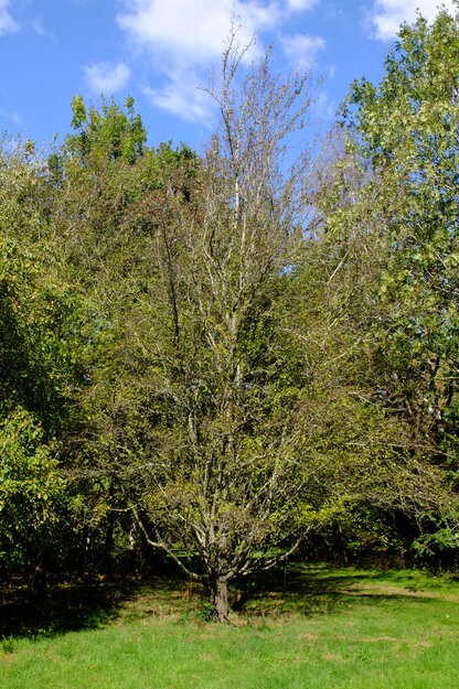 September tree photo