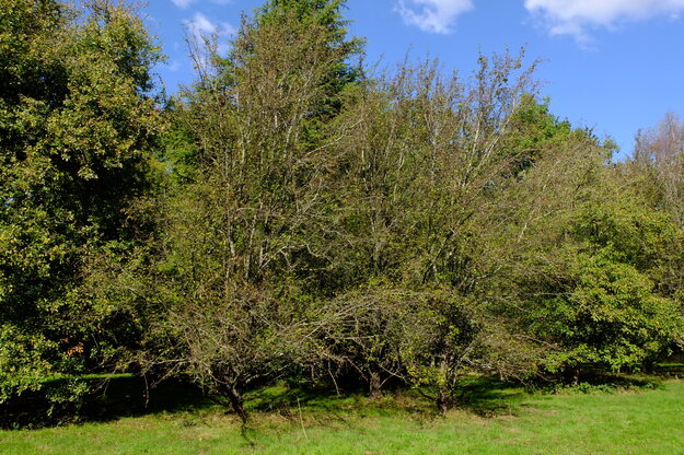 Photo of Pyrus cordata
