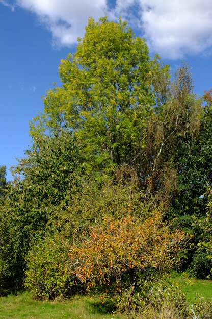 Harris Garden tree photo