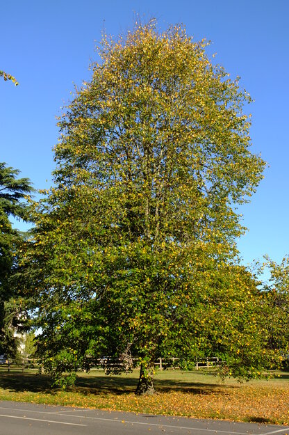 September tree photo