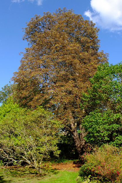 Photo of Aesculus hippocastanum