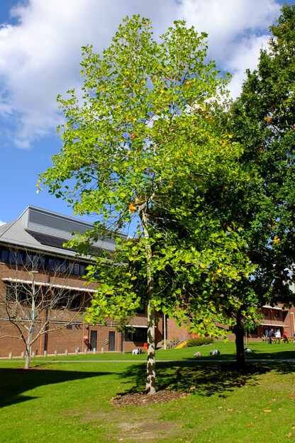 September tree photo
