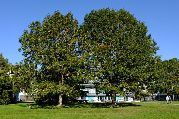 September tree photo