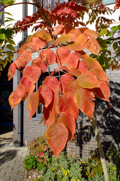 September close-up photo
