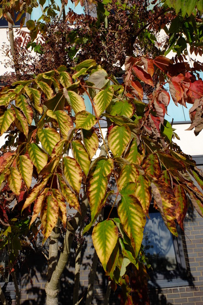 September close-up photo