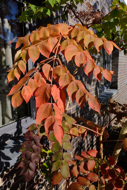 September close-up photo
