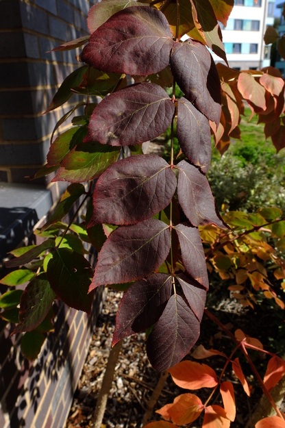 September close-up photo