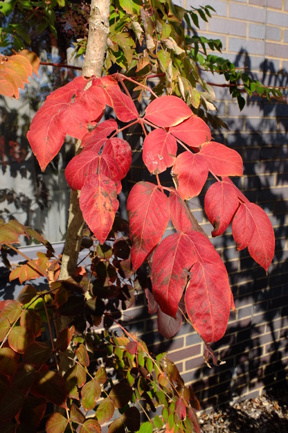 September close-up photo