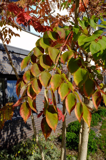 September close-up photo