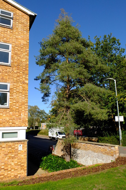 Wessex Way tree photo