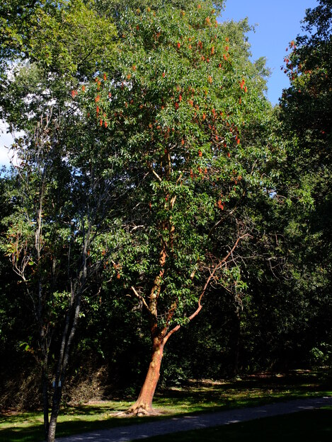 September tree photo