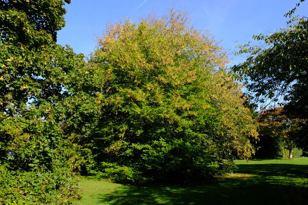 September tree photo