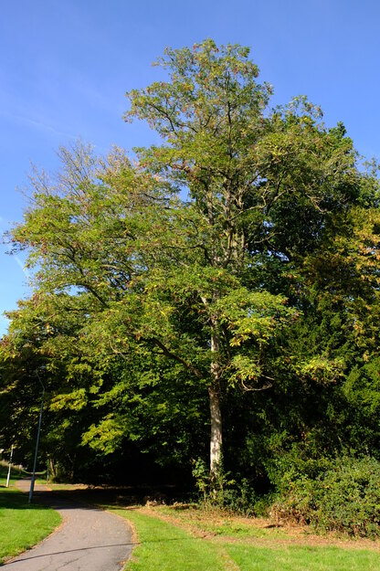 September tree photo