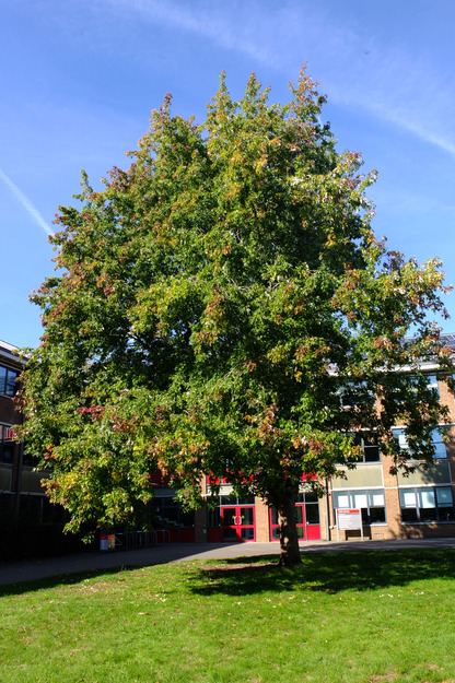 September tree photo