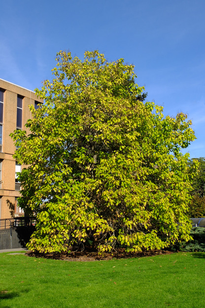 September tree photo