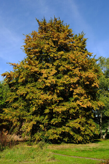 Chancellor's West tree photo