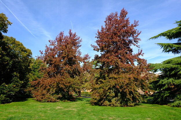 September tree photo
